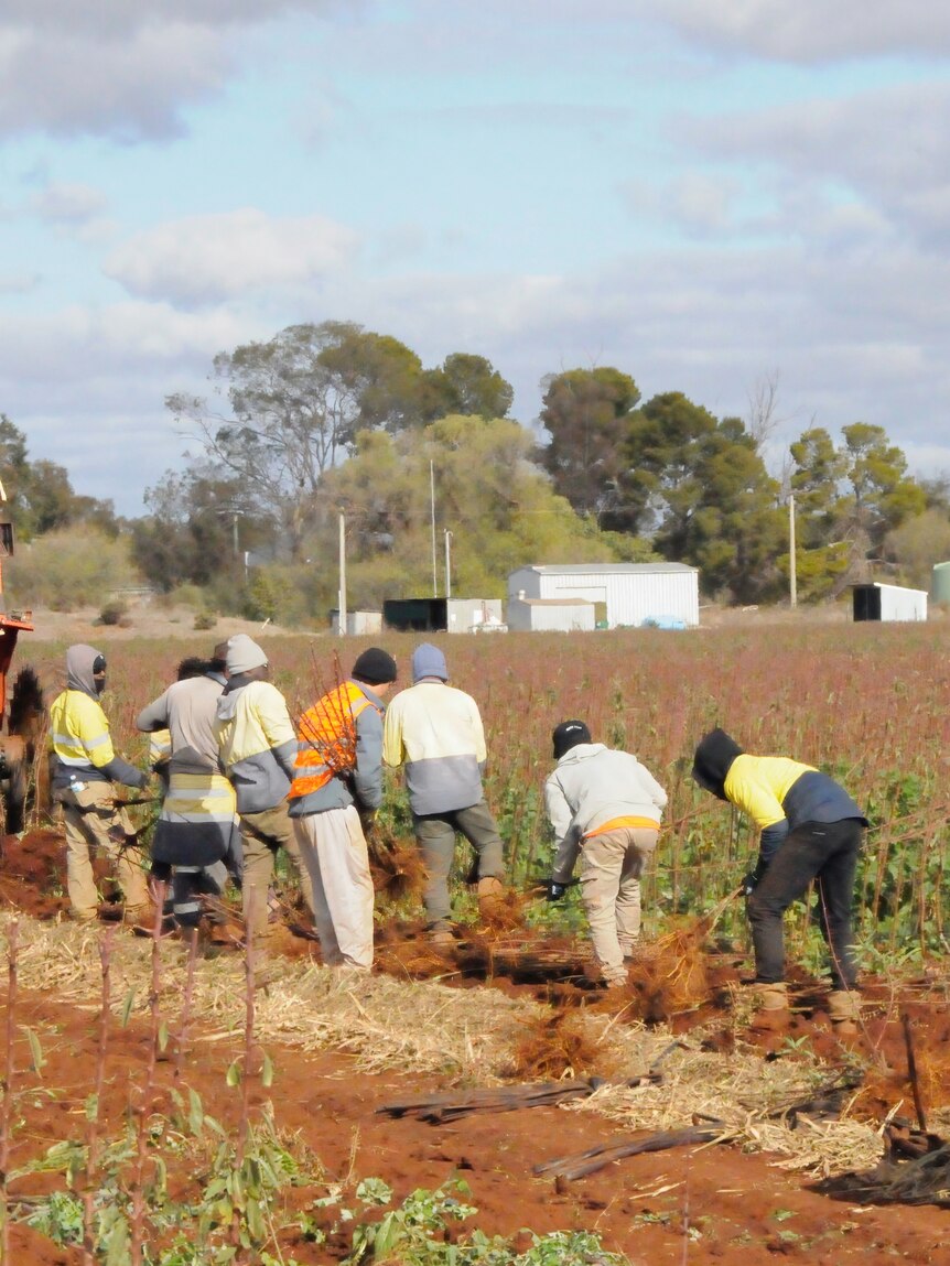 As the debate heats up, migrants are quietly keeping the bush running
