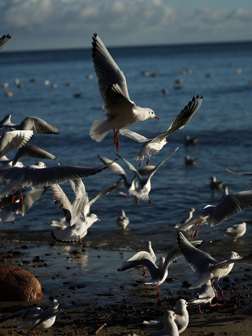 Everything you need to know about Australia’s bird flu surge