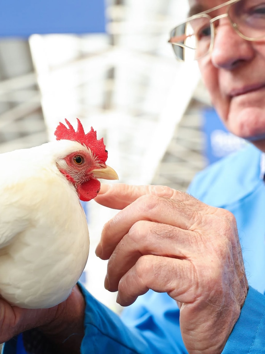 Melbourne Royal Show could cancel poultry exhibition amid bird flu fears