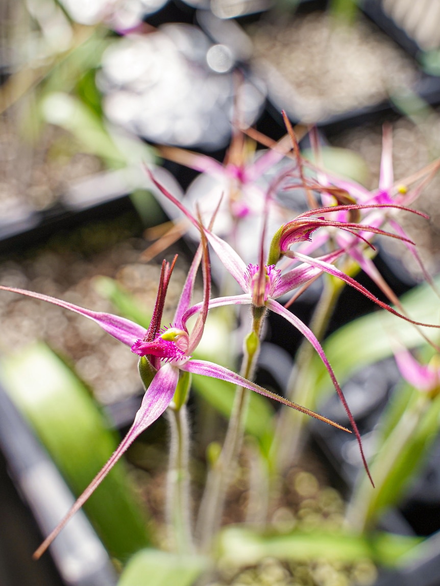 Army of volunteers races to save one of Australia’s rarest orchids