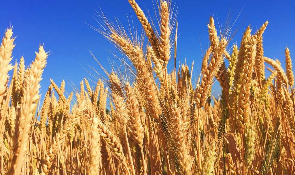 Global Consortium Leverages Spatial Omics For Food Security