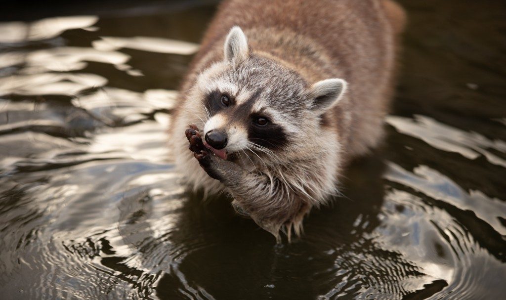 Japan’s Invasive Raccoons May Be Spreading Food Poisoning Bacteria