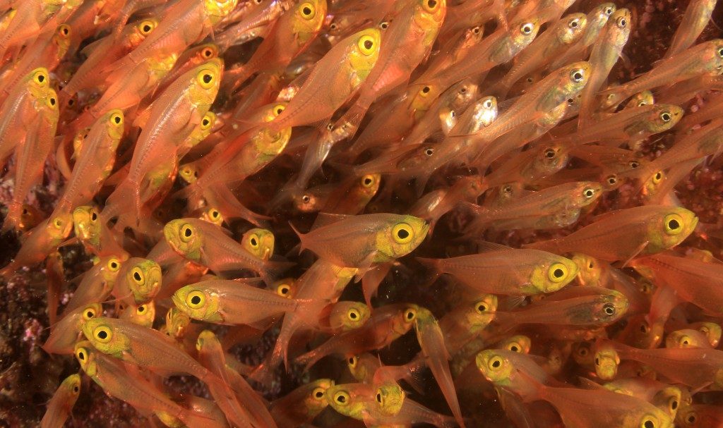 This Fish Glows By Stealing Light From Its Prey