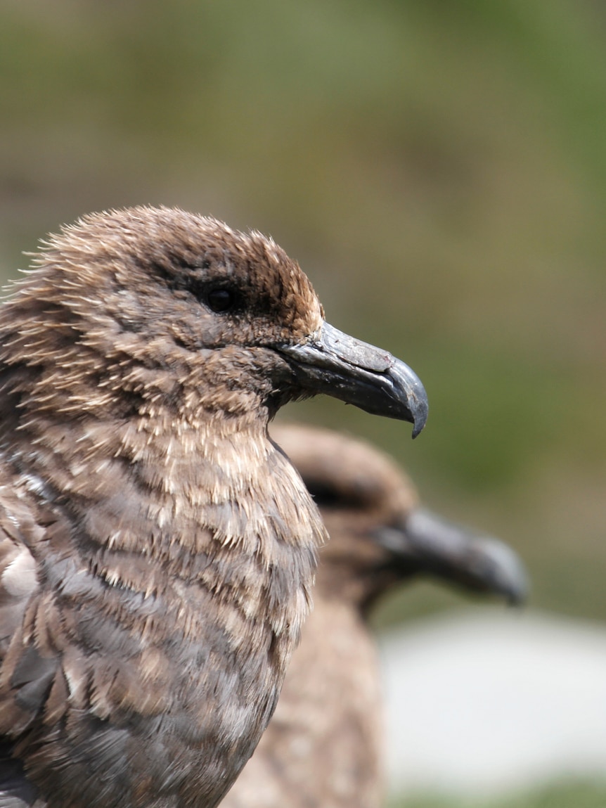 Tasmania confirms first case of deadly bird flu strain H5N1