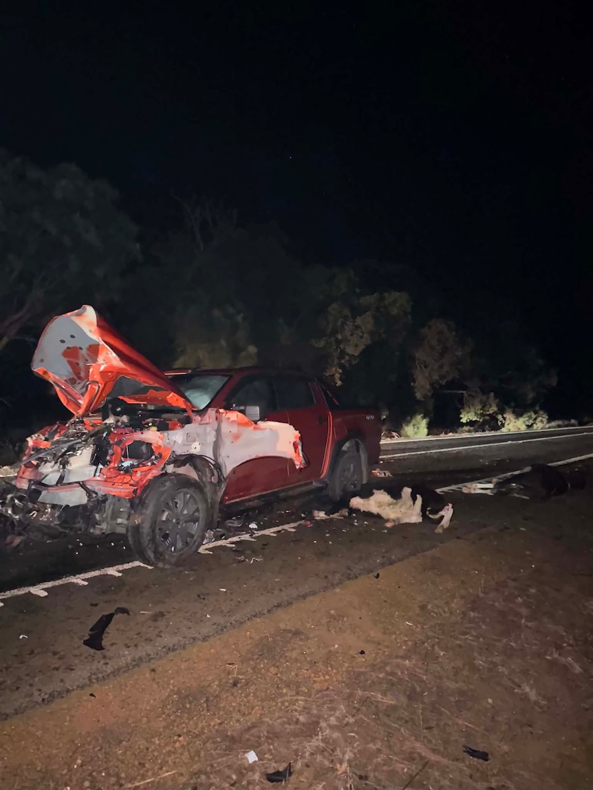 P-plater who ploughed car into herd of cattle recounts ‘terrifying’ ordeal