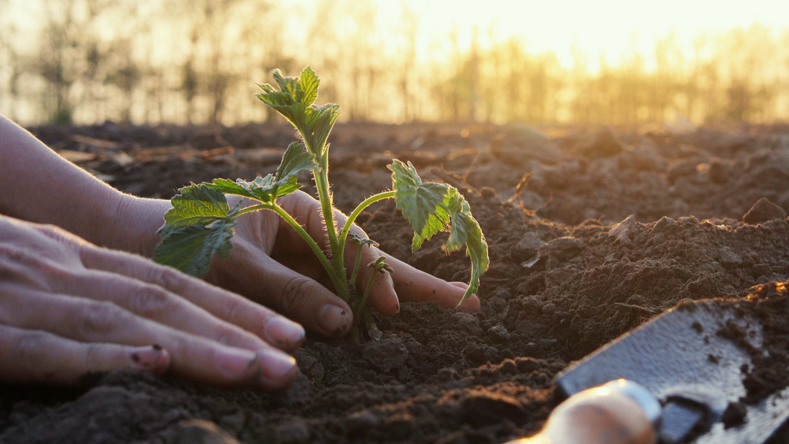 5 things F&B needs to know about the Regenerating Together framework