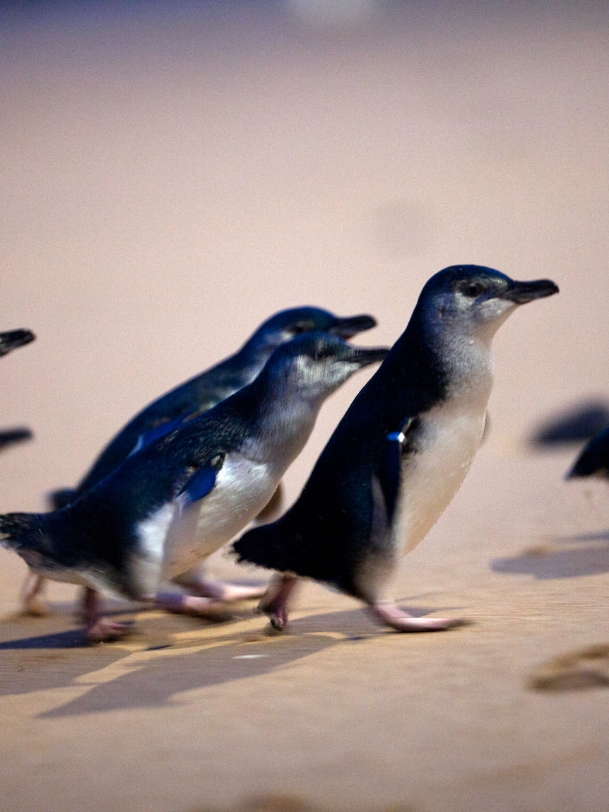First H5N1 bird flu death recorded in Phillip Island penguins