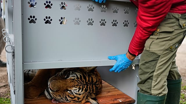 Argentina’s big cats begin relocation to sanctuaries abroad