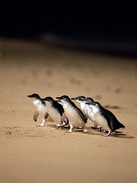 Unprecedented penguin vaccine program begins, but is it too late?