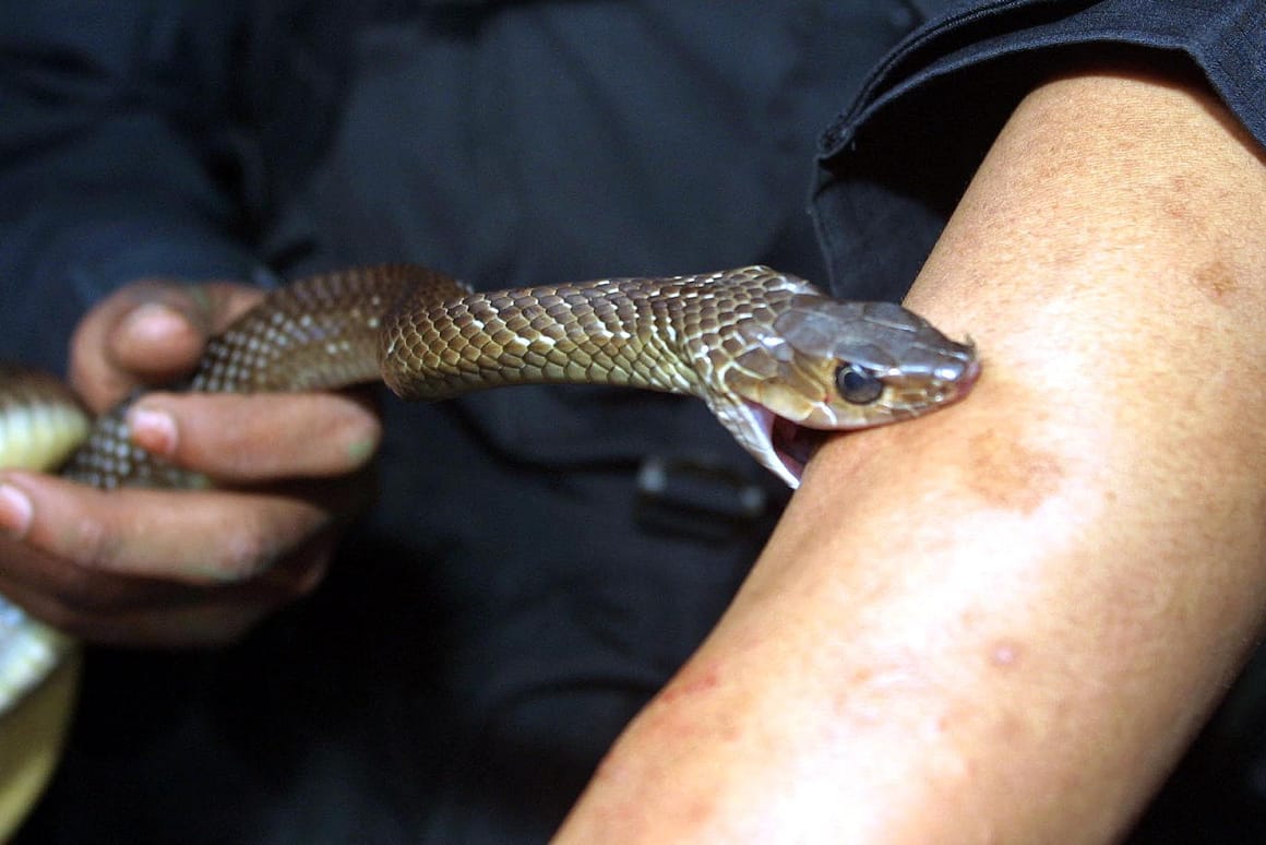 Snakes on a campaign! When animals attack politicians