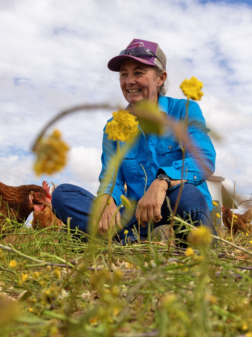 How chickens and cattle are a surprising fit in soil restoration