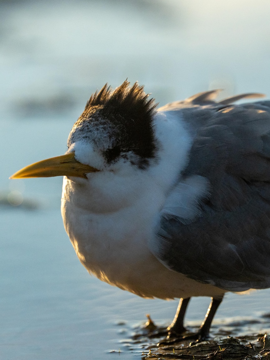 Residents ‘gutted’ as more cases of H5 bird flu emerge in NSW