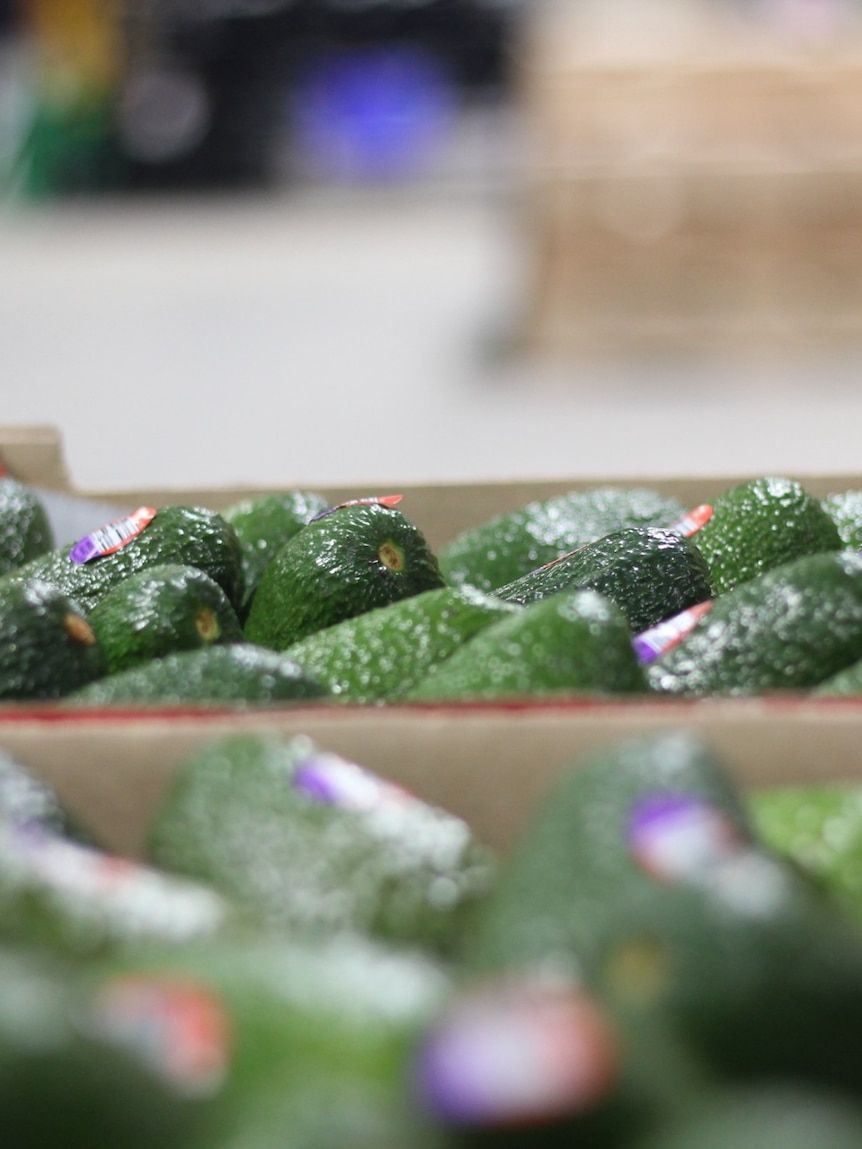 $20m avocado packing shed upgrade halves workforce with robots