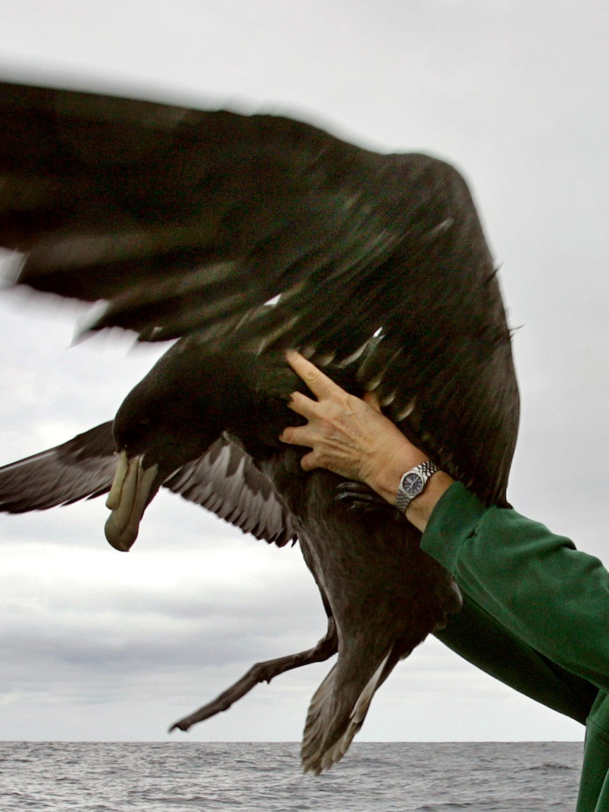 What does bird flu do to humans and does it have pandemic potential?