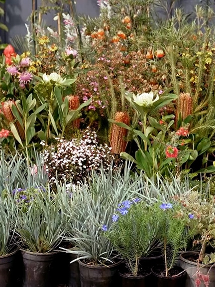 Keen to plant native flowers in your garden? We asked an expert for tips