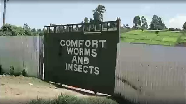 Kenyan farmers use fertiliser made by bugs to reverse soil degradation
