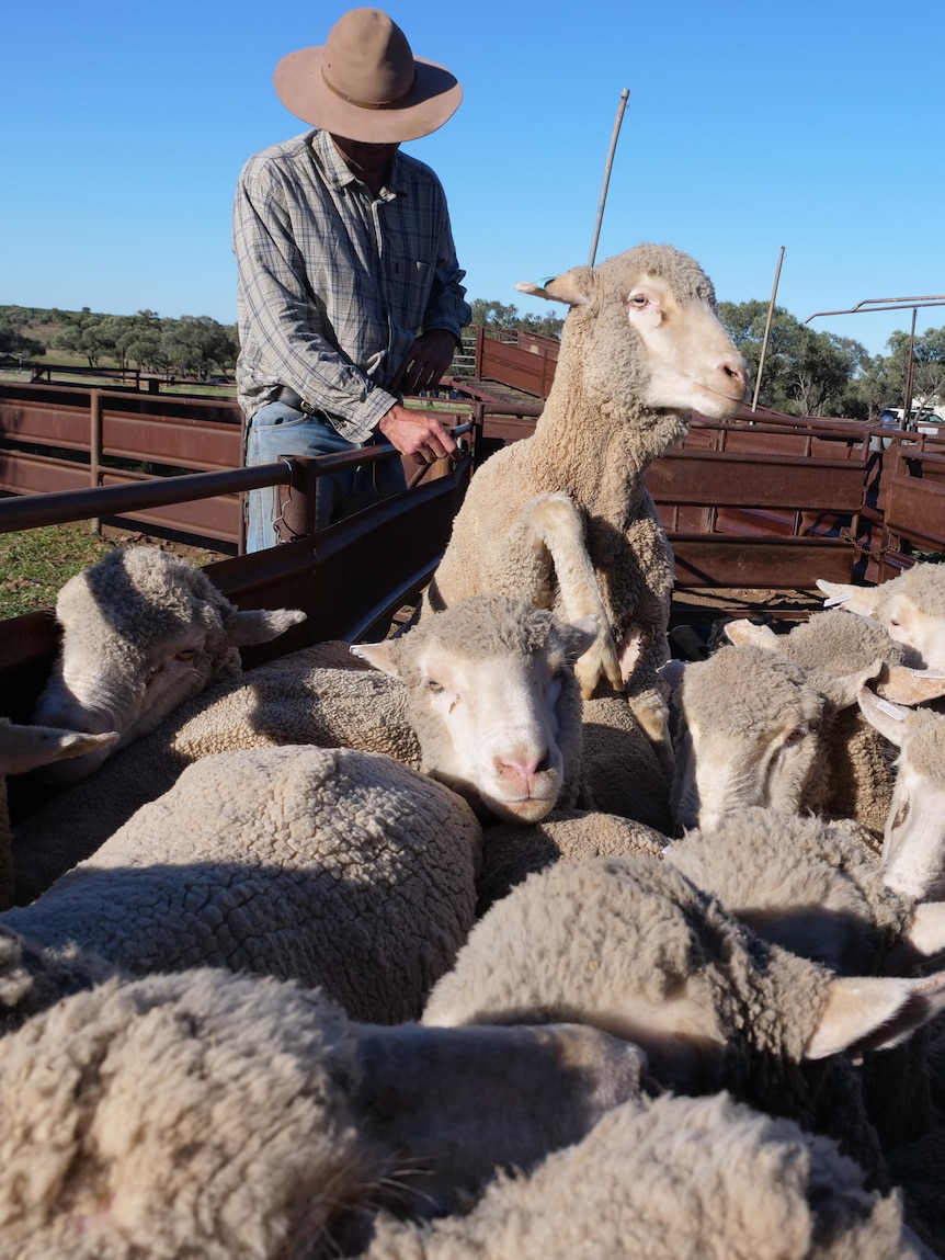 Graziers report hundreds of lambs dead or missing in wild dog attacks