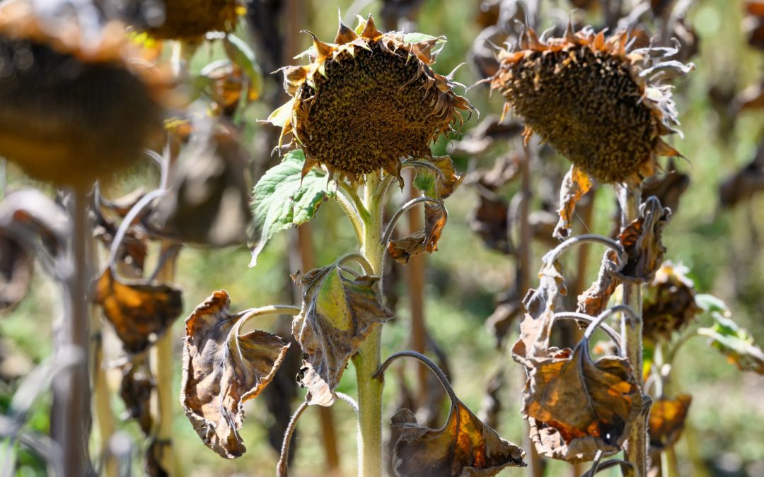 EEA chief warns climate change could make parts of Europe unsuitable for farming 
