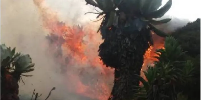 KWS Gives Update on Aberdare Forest Fire After 200 Acres Burned