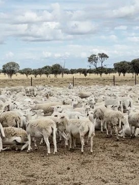 More than 5,000 sheep worth $1.7m stolen from property in rural Qld