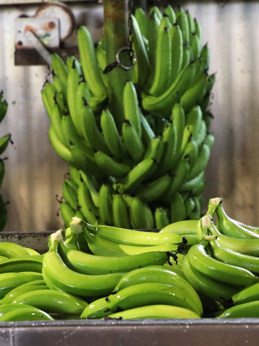 Growers fight to save Cavendish bananas as farms fall to Panama disease