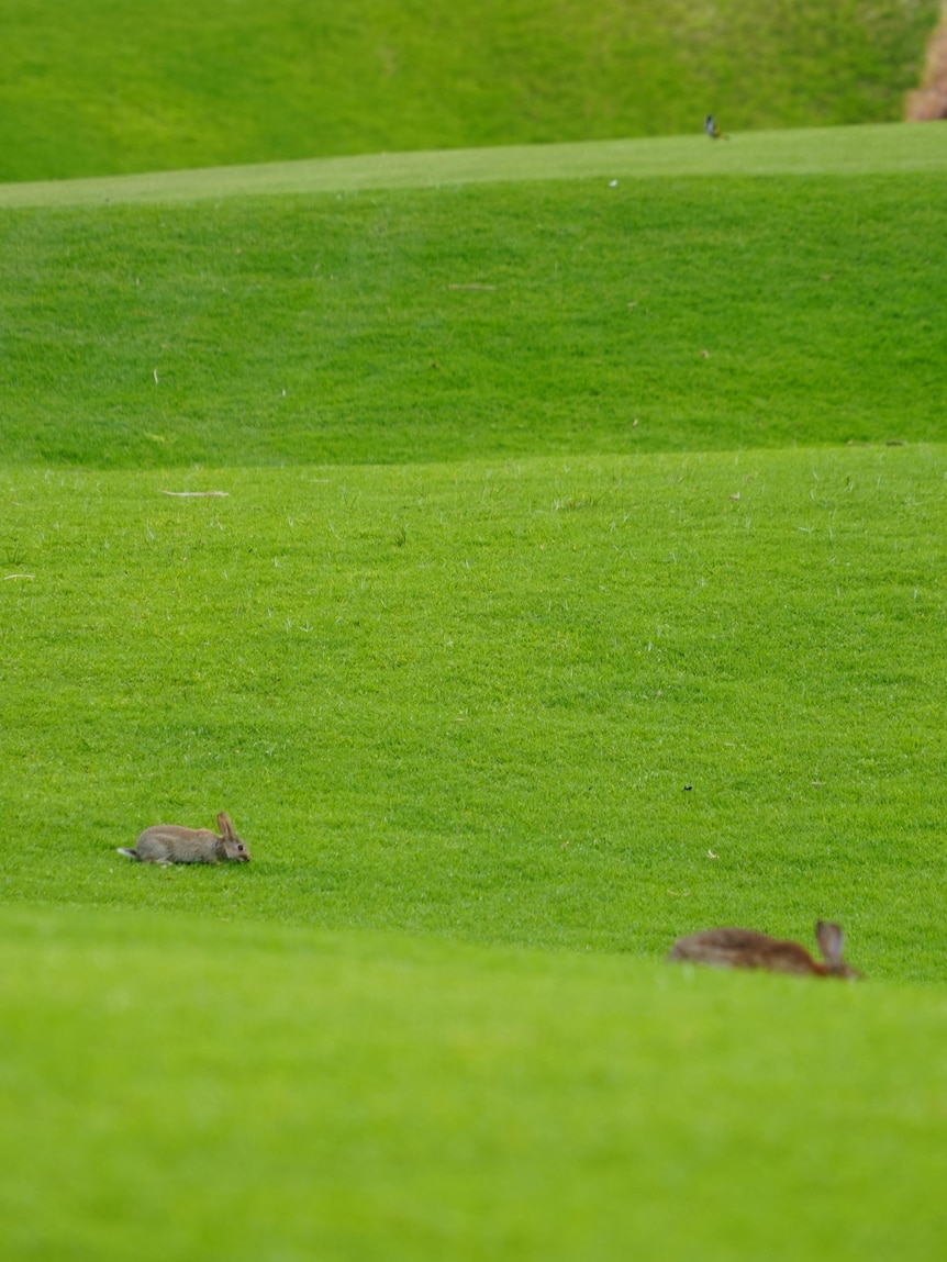 Golfers despair as rabbits damage one of Australia’s best courses