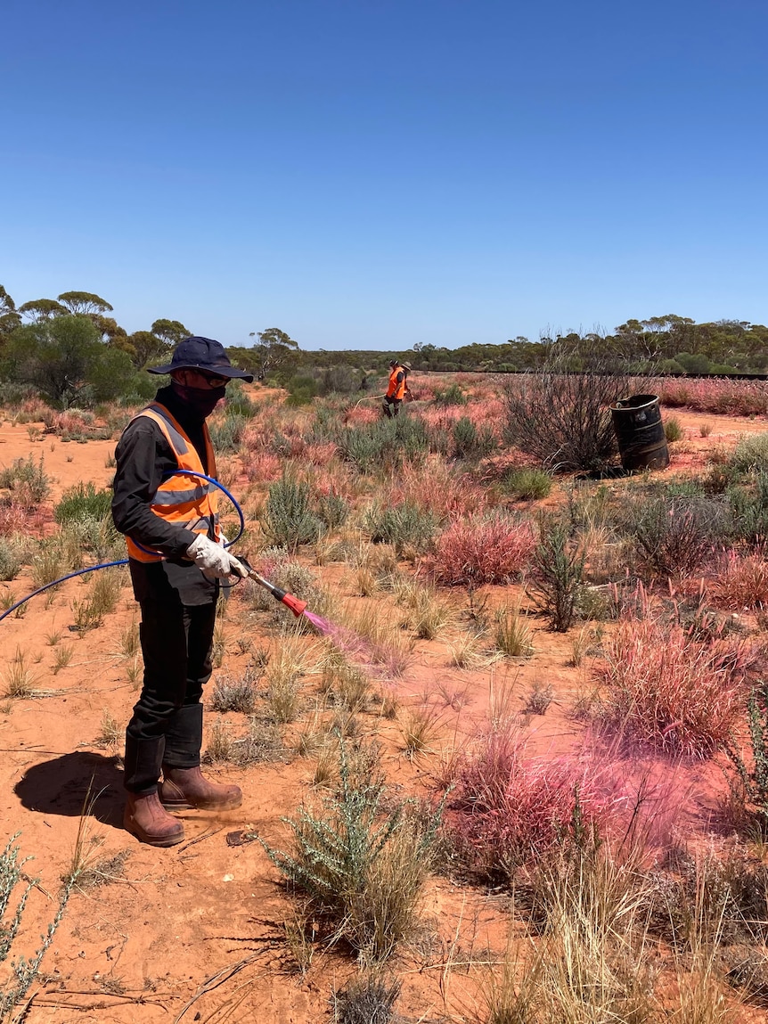 Fierce division over highly flammable grass pastoralists rely on