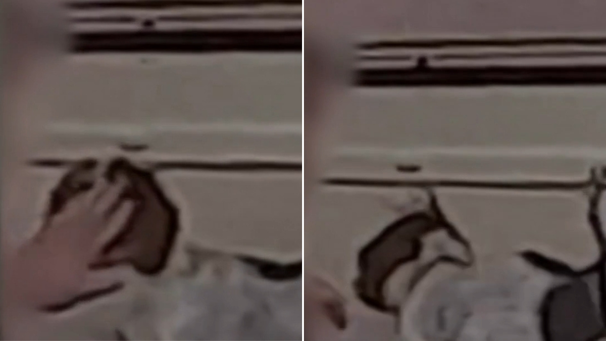 Dog groomer under investigation after video appears to show pet being slapped