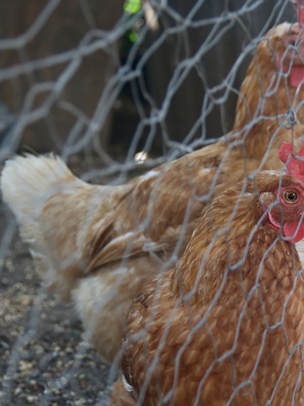 Victoria announces poultry lockdown as bird flu cases spread