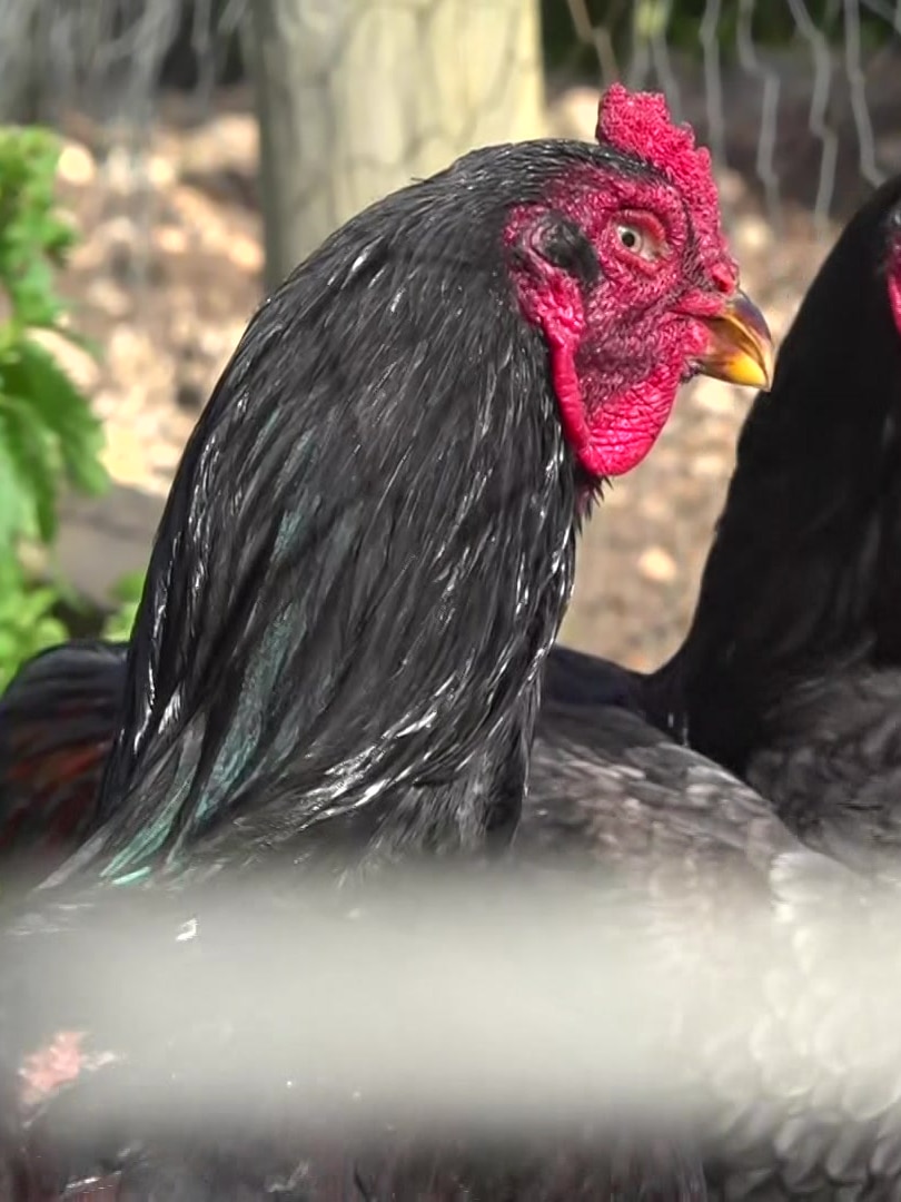 Royal show scraps bird and poultry exhibits amid rising H5 cases