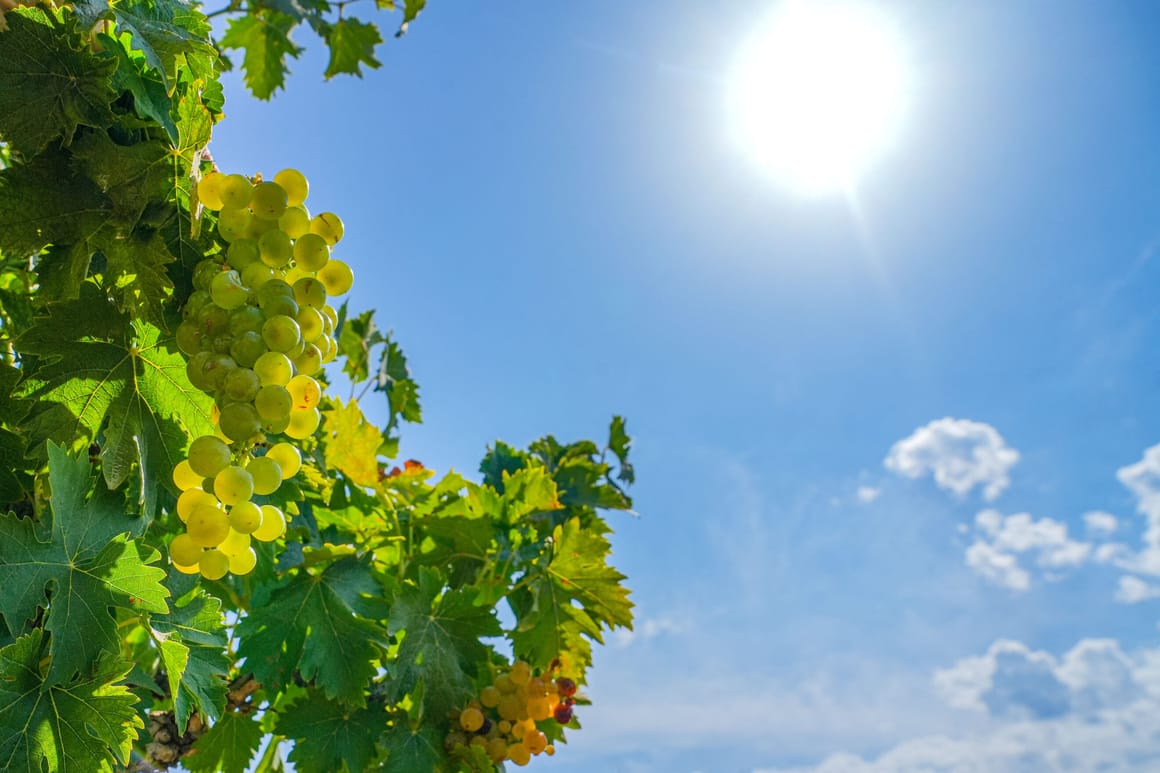 Champagne production halves as scorching summer dents French wine grape harvest