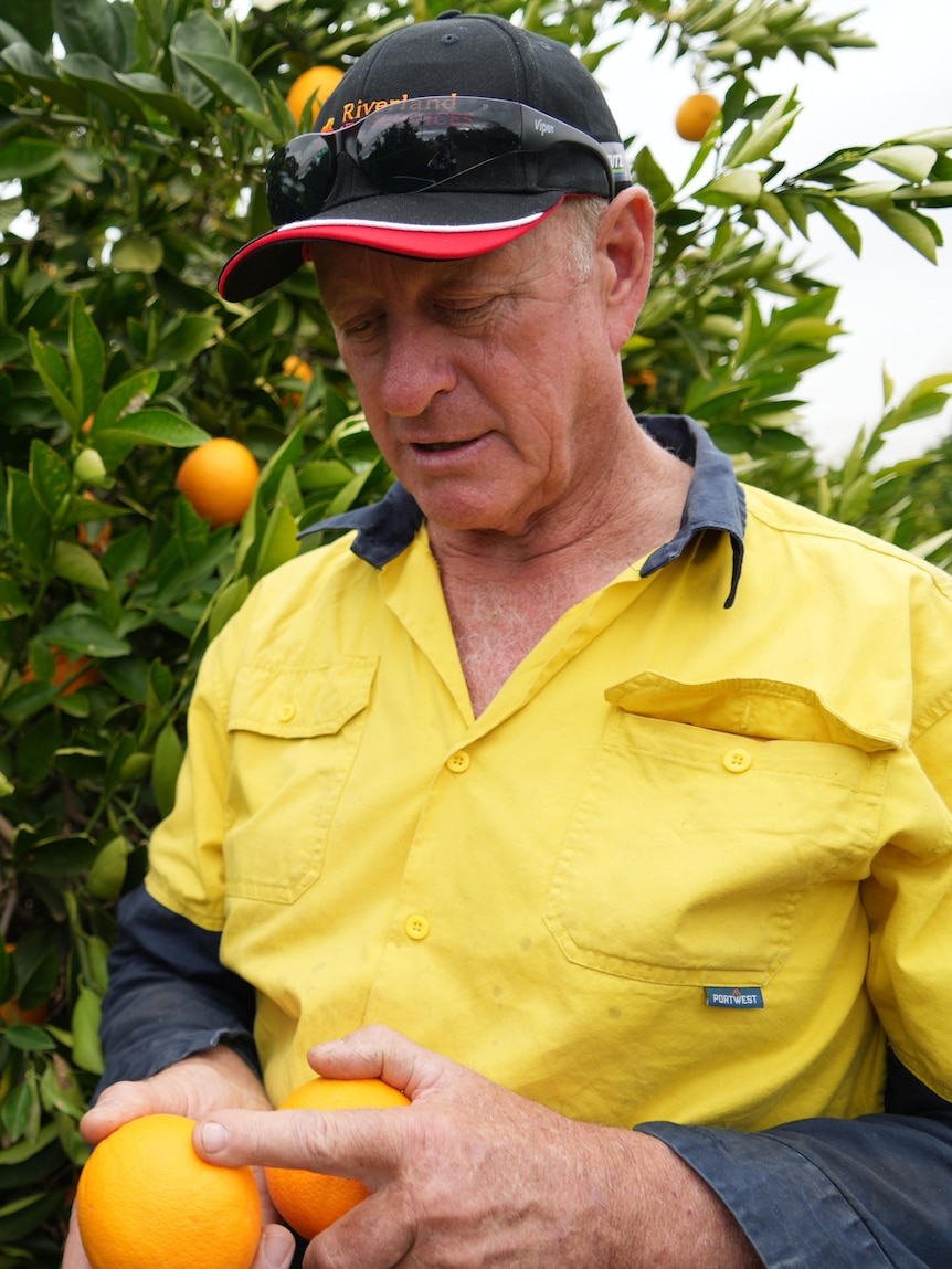 Growers forced to find off-farm incomes after fruit fly financial hit
