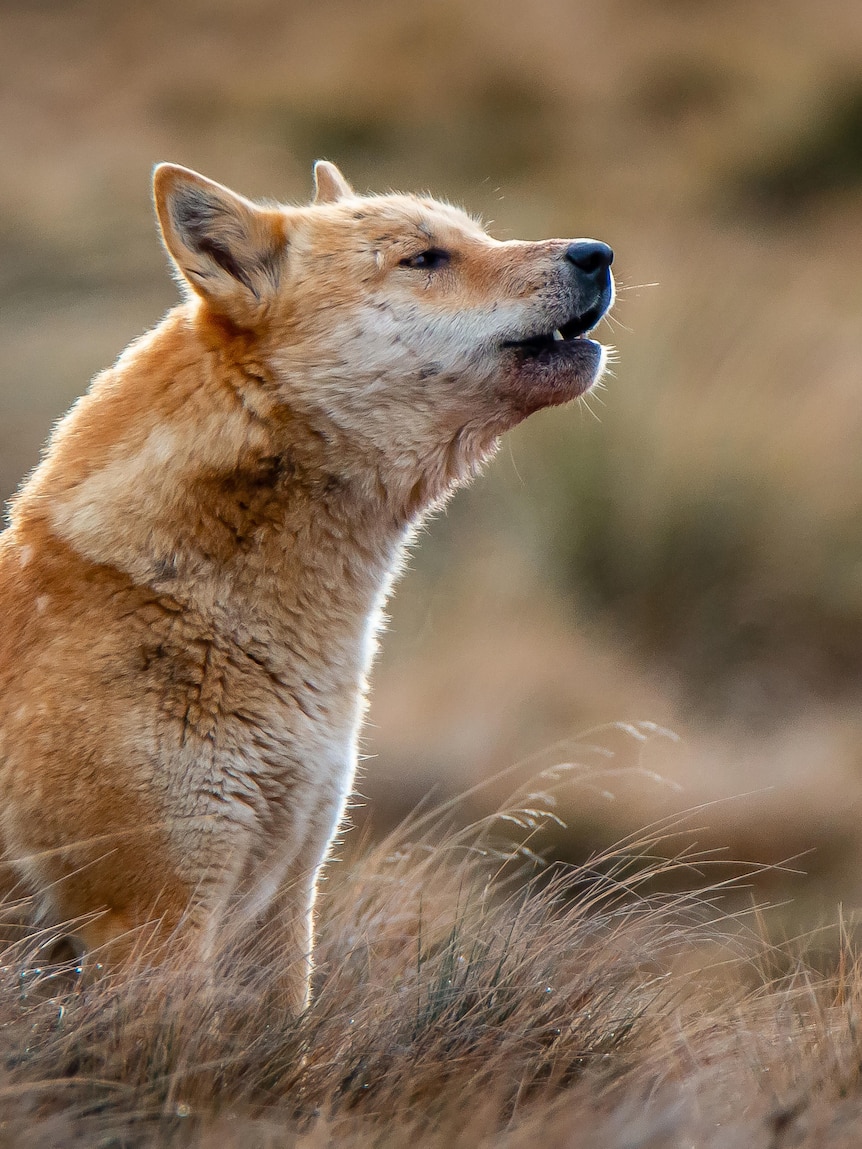 ‘Should be ashamed’: Traditional owner slams dingo kills in national parks