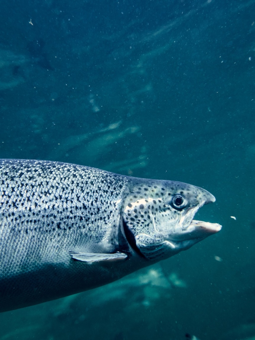 Animal cruelty claims lead to calls for salmon industry investigation