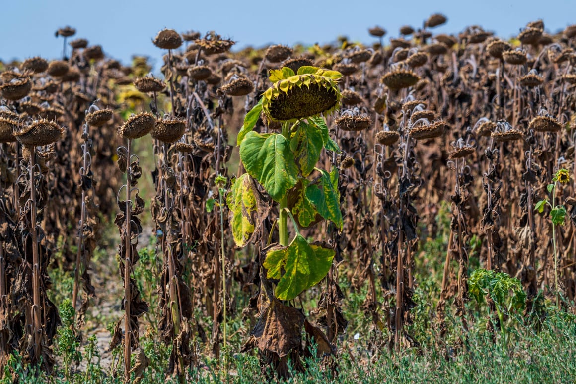 August declared the hottest month ever recorded