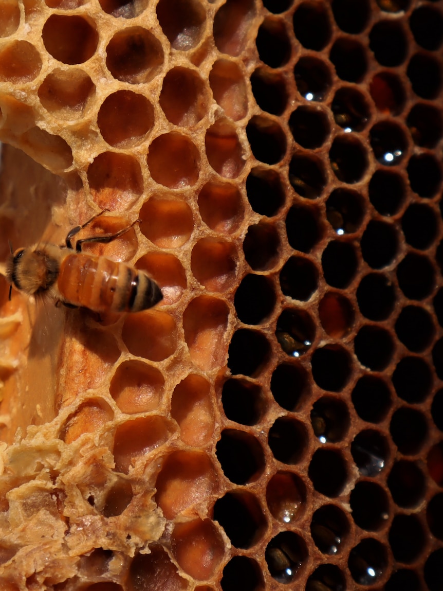 Australia’s northernmost incursion of varroa mite detected in Queensland