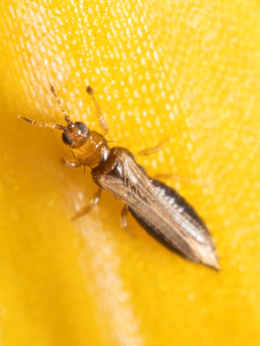 New pest insect breaches biosecurity and destroys berry crops