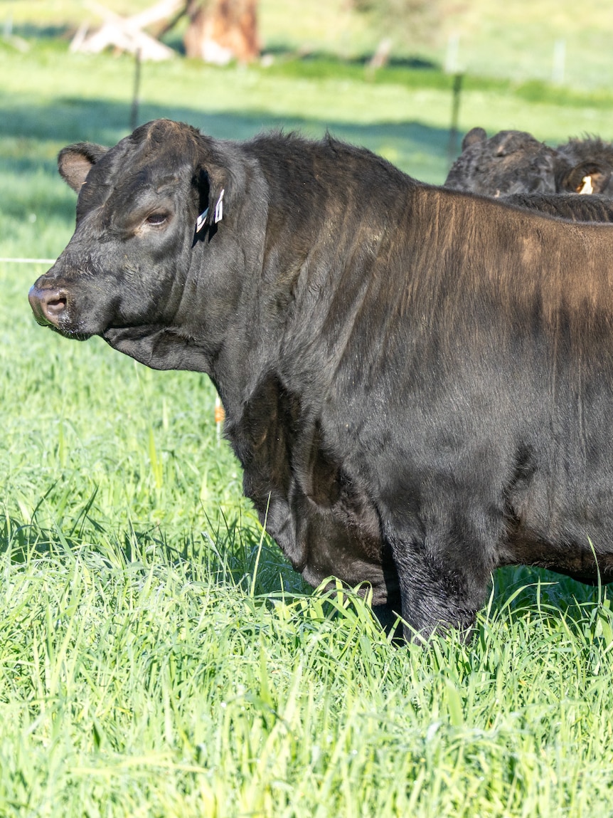 Australia’s most expensive bull could attract $1m in semen sales