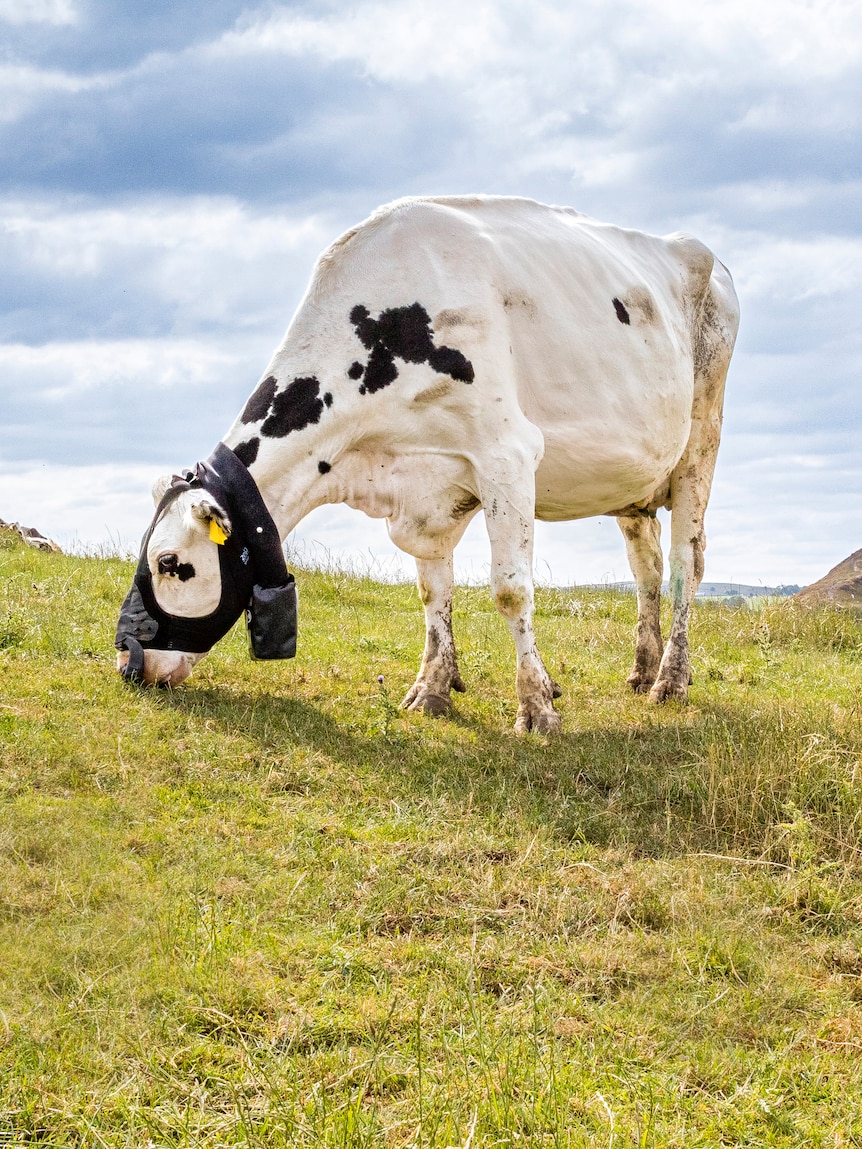Rubber mask helps to track cattle methane emissions in real time