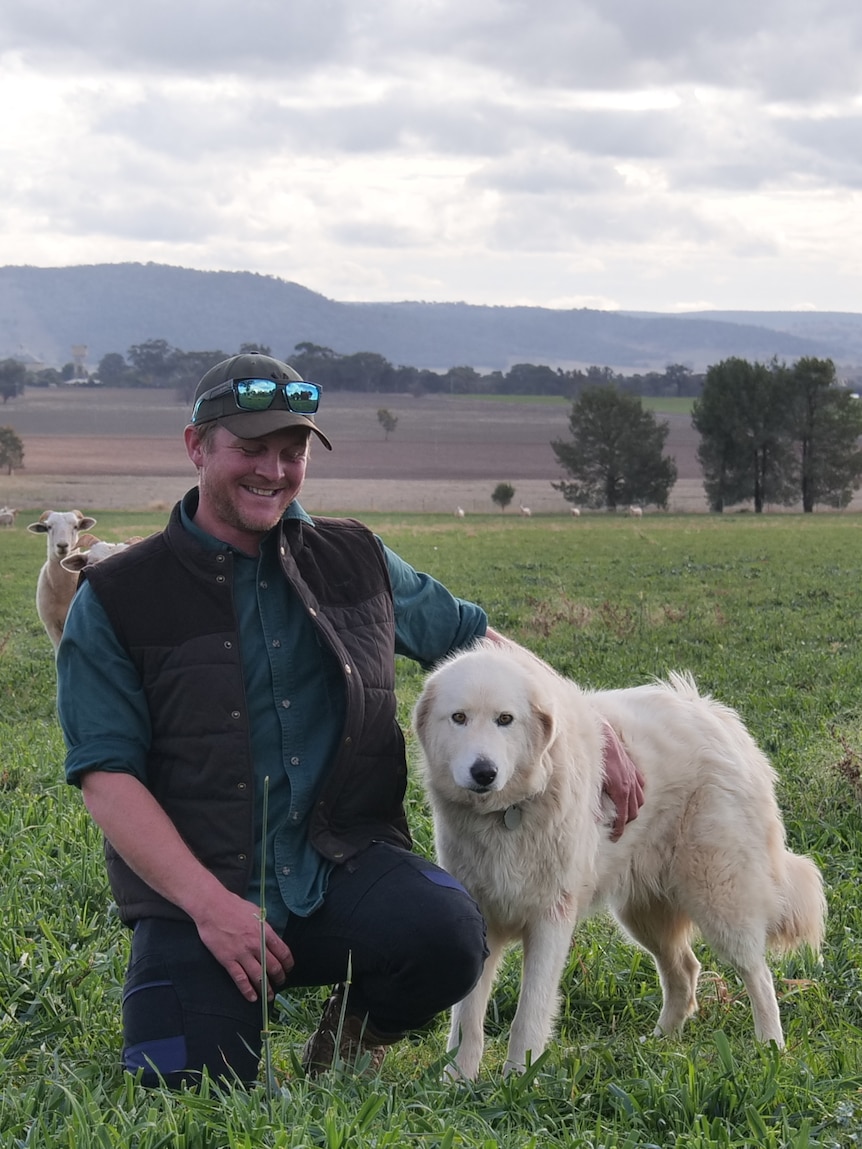 The Italian dog breed helping farmers protect their livestock