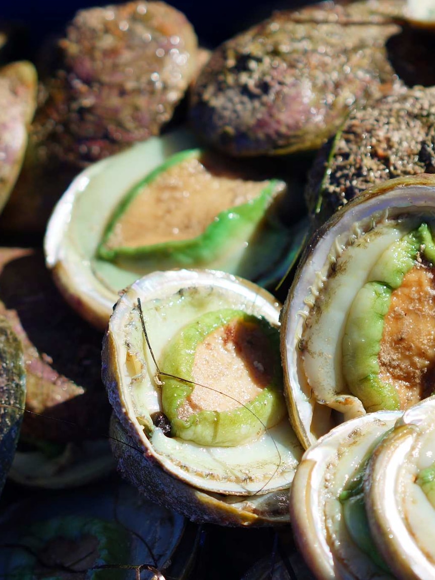 Flooded market leaves pioneering WA abalone ranch close to the end