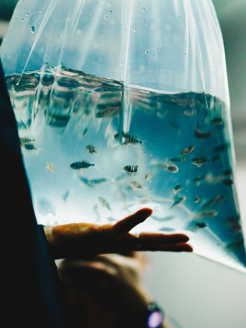Fishy freight lands in Tasmania ahead of Bass Strait trial