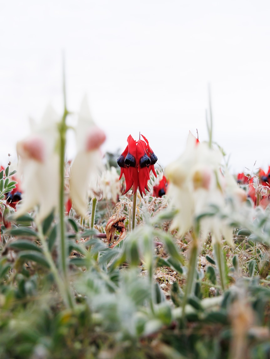 ‘Absolute cracker looking’ flower explodes in ‘super bloom’ across outback