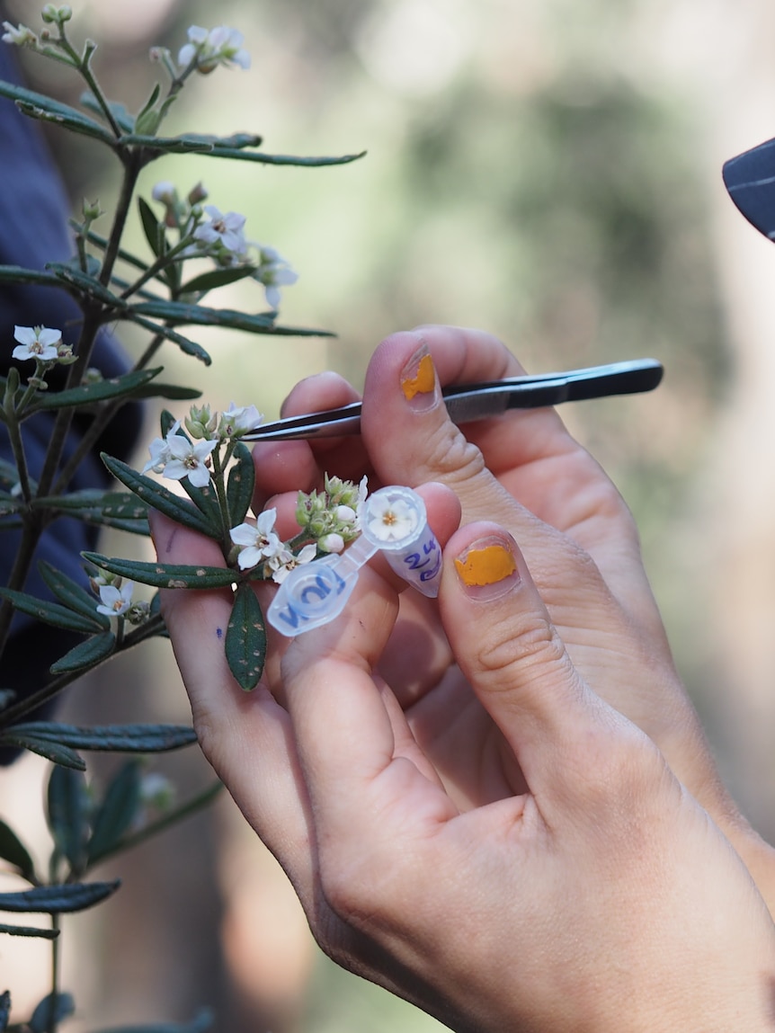 The delicate mission to save an endangered shrub using ‘sperm donors’