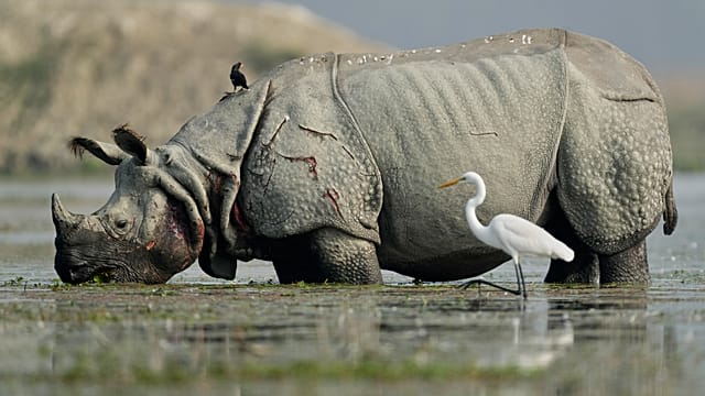 World Rhino Day: Less than 27,000 of the giant animals remain in the wild