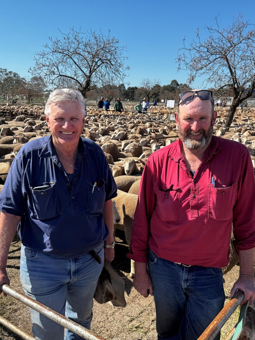 Record sheep prices see farmers turn crop paddocks over to stock