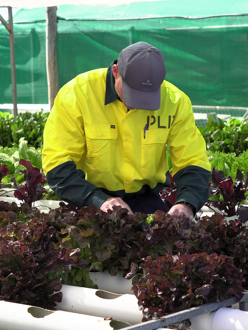 Prison to plate farm program helping to reduce reoffending in SA