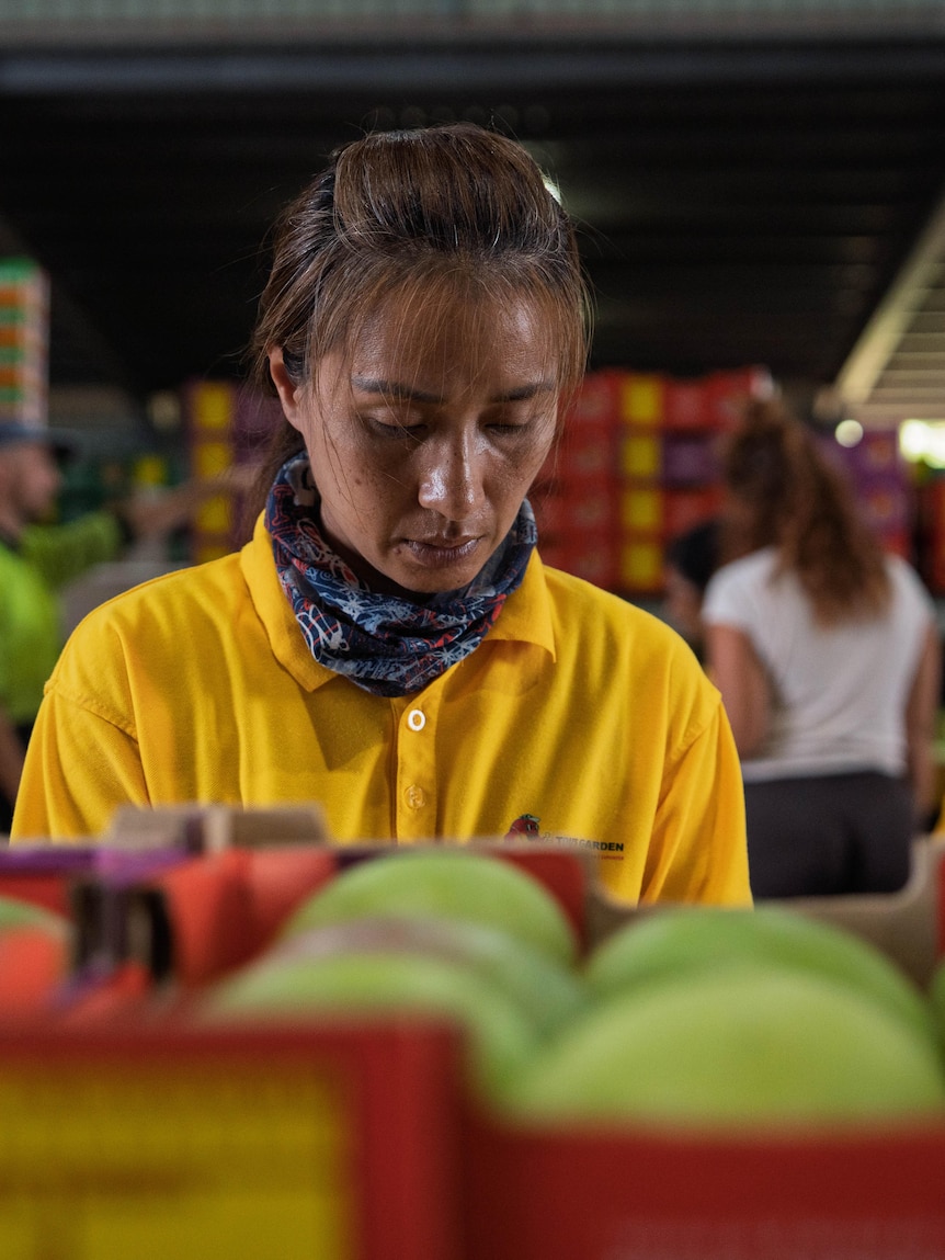 Mango farmers raise alarm on cuts to country’s working holiday visa program