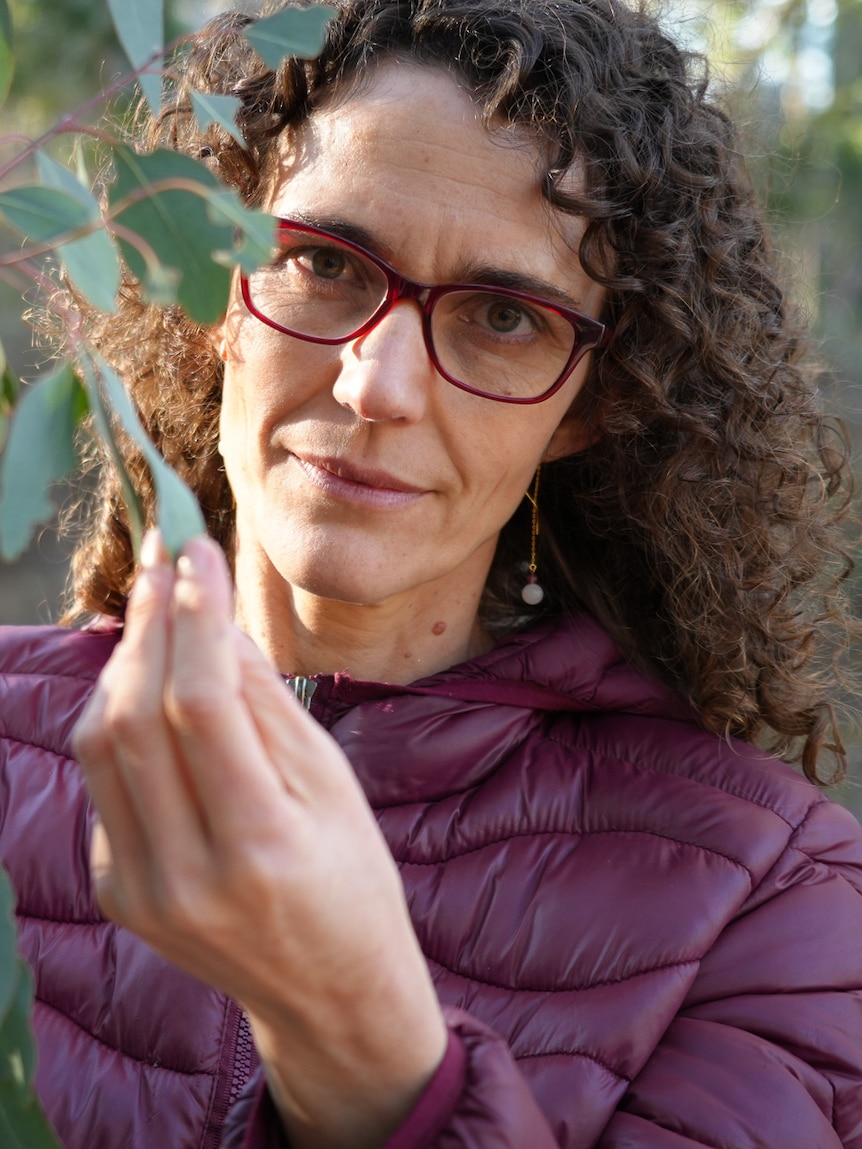 Scientists develop tech to measure eucalypt flammability from space