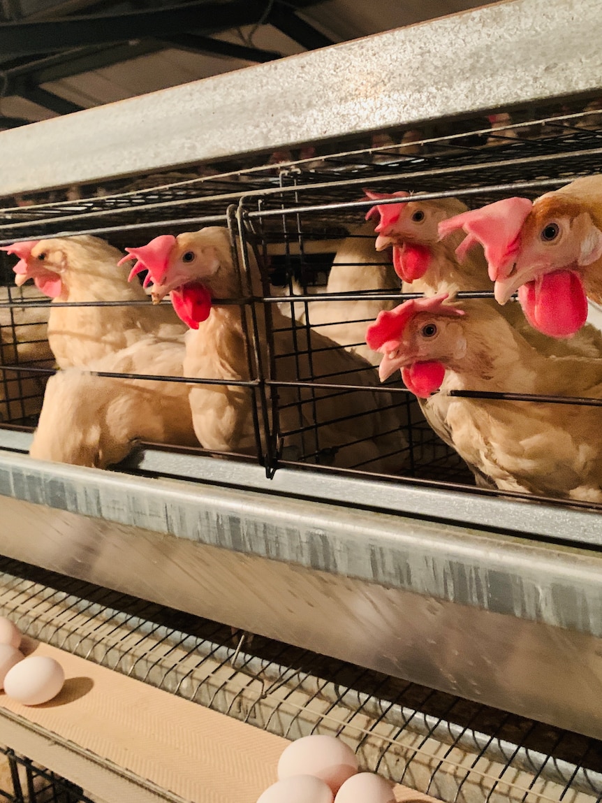 Caged egg rule change delayed in Victoria due to spread of bird flu